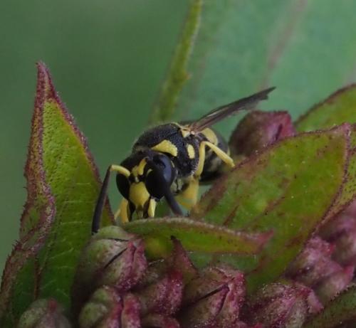 Réf. 234 895 : Ancistrocerus sp.